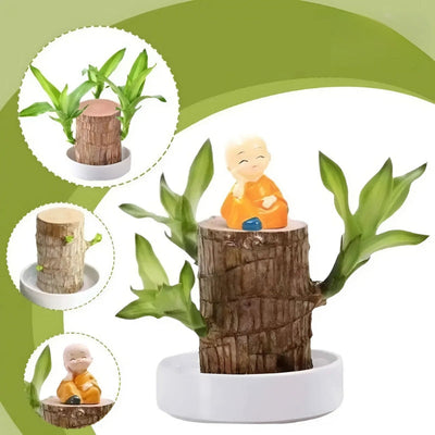 Woodora™ | Brasilianische Glücksbaumpflanze